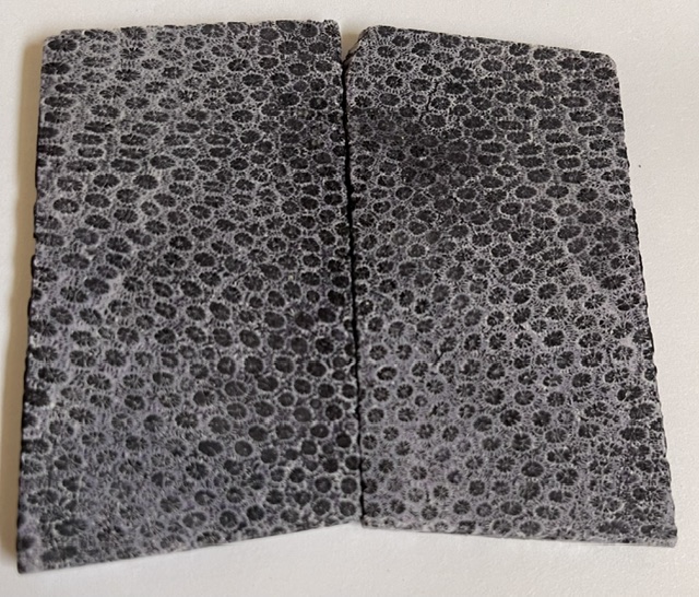 FOSSIL CORAL SCALES          3-3/16 X 1-13/16 X 3/16