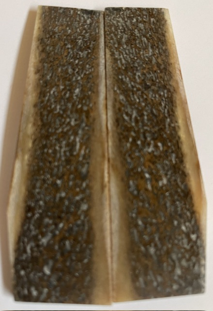 MAMMOTH BONE             3-3/4 X 1 X 1/8