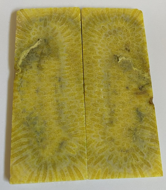 FOSSIL CORAL SCALES            4-9/16 X 1-3/4 X 3/16