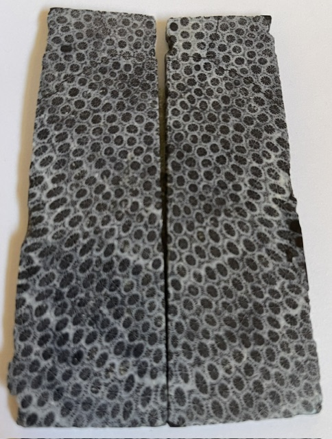 FOSSIL CORAL SCALES         3-13/16 X 1-1/16 X 1/8