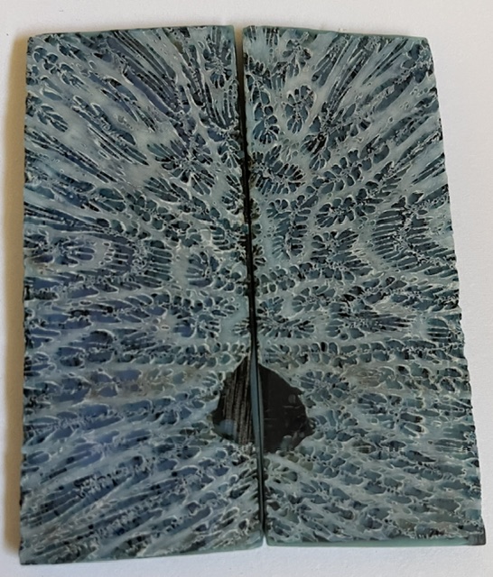 FOSSIL CORAL SCALES         3-7/16 X 1-3/8 X 1/8