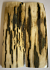  MAMMOTH IVORY SCALES        4-7/8 X 1-1/2 X 1/4