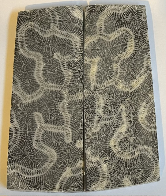 FOSSIL CORAL SCALES           4-1/2 X 1-5/8 X 1/4