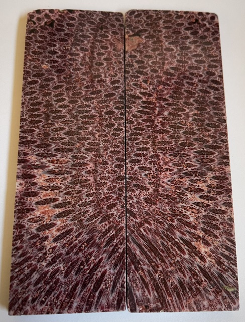 FOSSIL CORAL SCALES         5-1/8 X 1-5/8 X 7/32