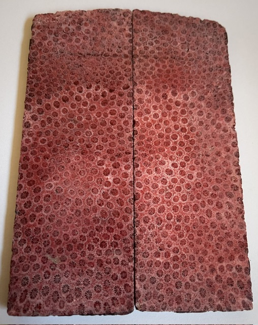 FOSSIL CORAL SCALES         4-7/8 X 1-11/16 X 3/16