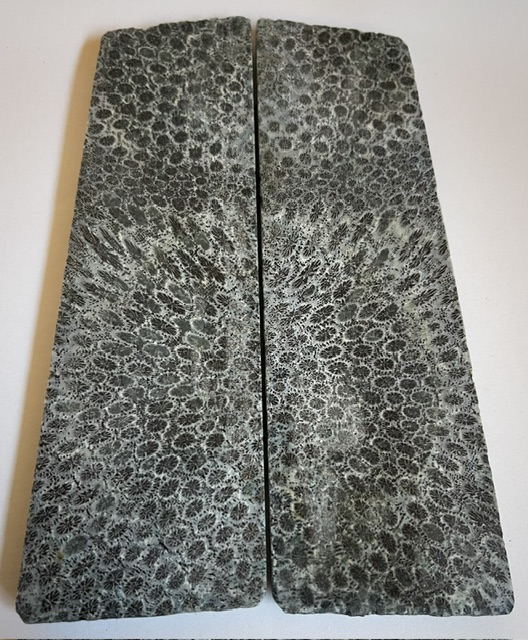 FOSSIL CORAL SCALES         5 X 1-7/16 to 1-9/16 X 3/16