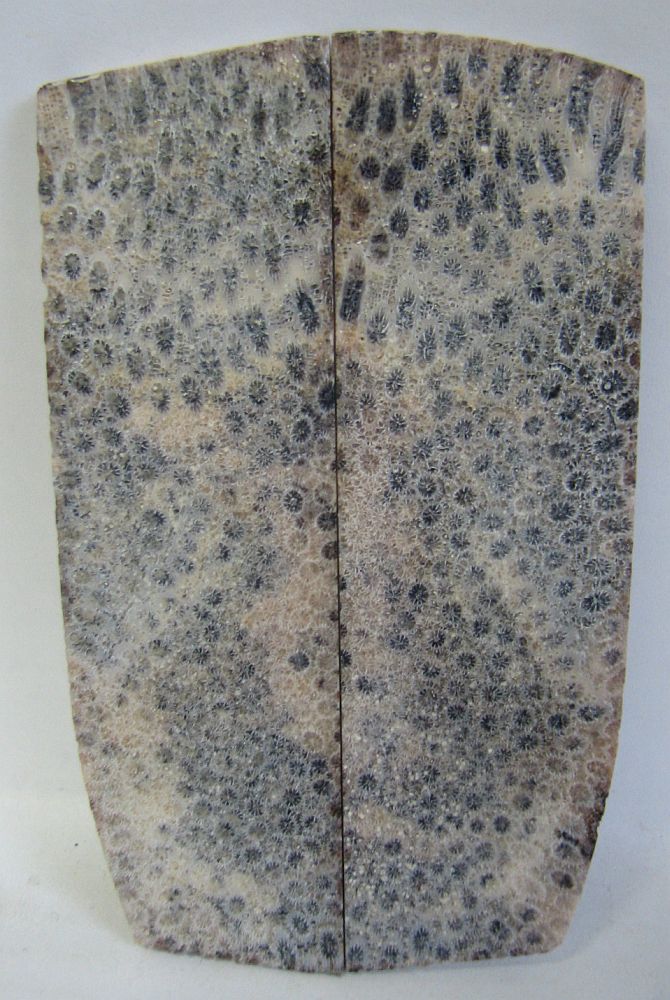 FOSSIL CORAL SCALES 4-5/16 x 1-1/16 to 1-5/16 x 1/8