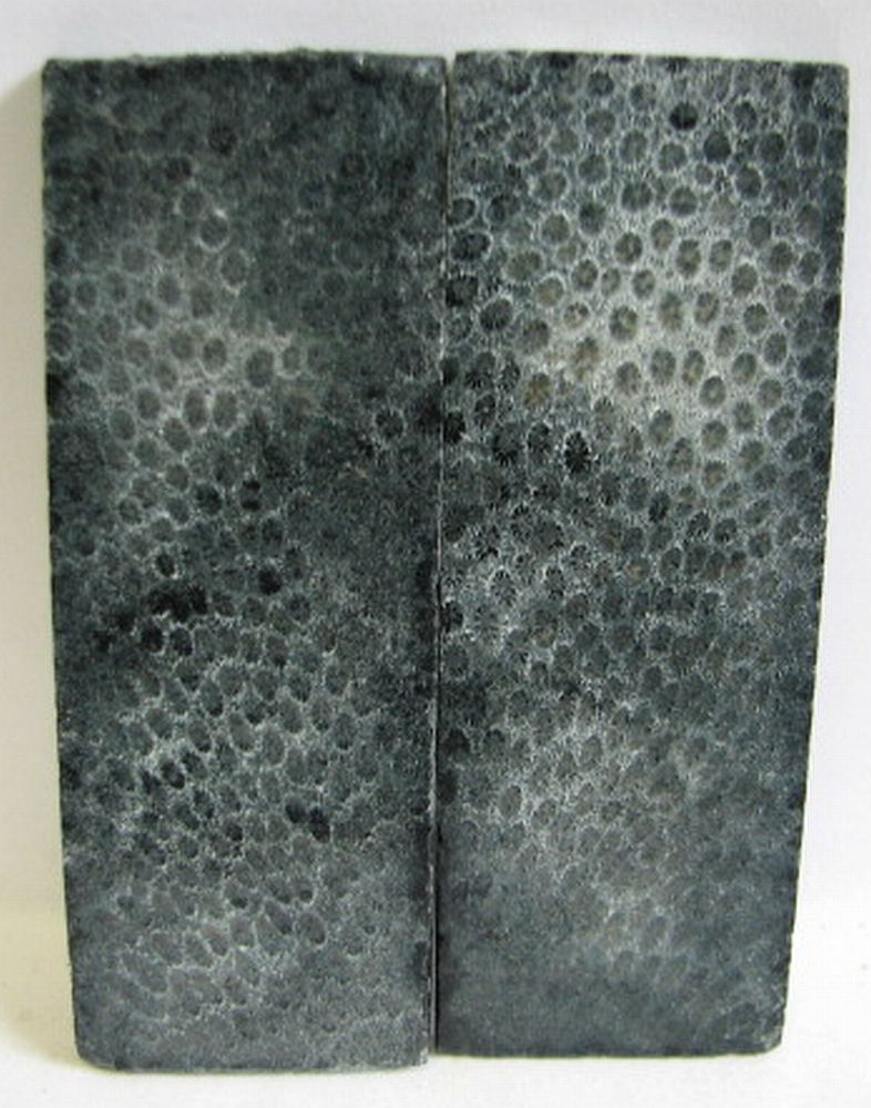 FOSSIL CORAL SCALES 4 x 1-7/16 x 5/32