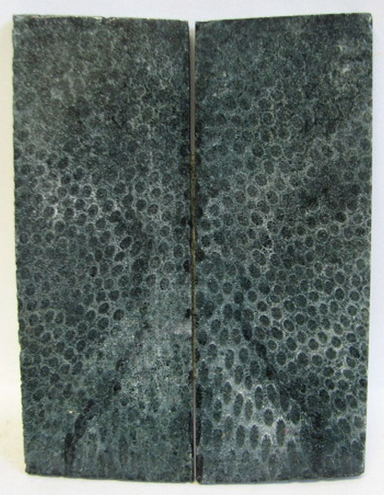 FOSSIL CORAL SCALES 4-5/8 x 1-11/16 to 1-13/16 x 5/32 to 3/16