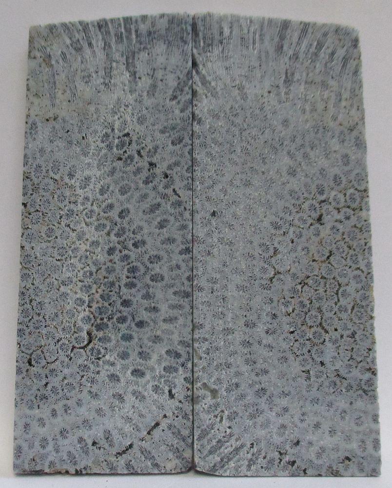 FOSSIL CORAL SCALES 3-7/8 to 4 x 1-7/16 to 1-9/16 x 7/32 to 1/4