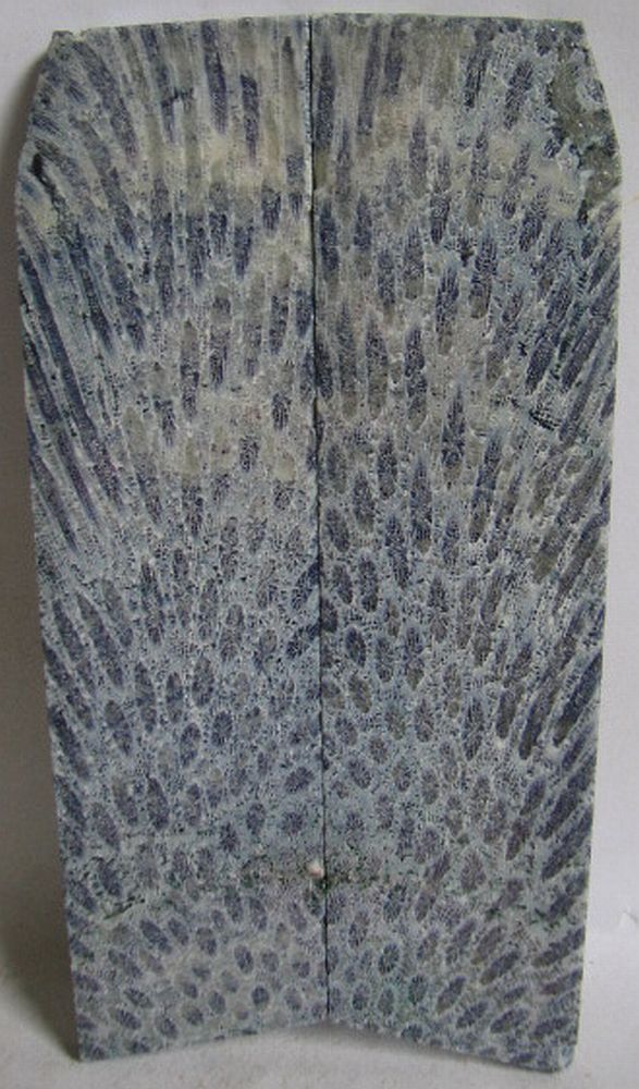 FOSSIL CORAL SCALES 4-5/8 to 4-13/16 x 1-1/4 x 5/32
