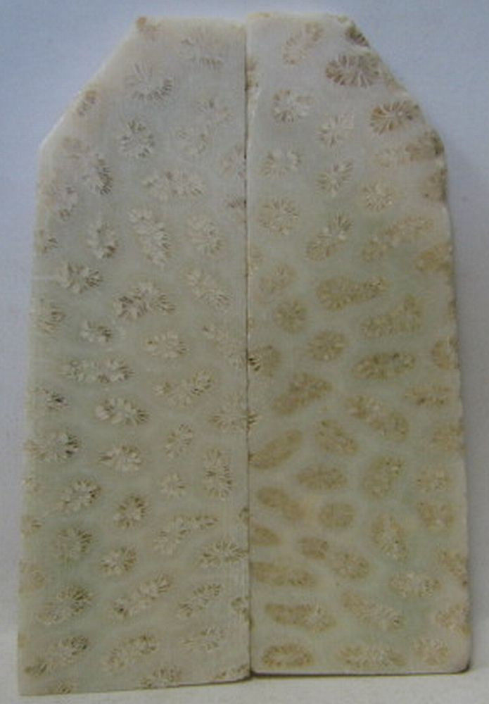 FOSSIL CORAL SCALES 3-3/16 to 3-11/16 x 1/2 to 1-1/4 x 5/32 to 3/16