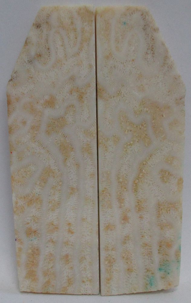 FOSSIL CORAL SCALES 4-1/8 x 13/16 to 1-3/16 x 3/16