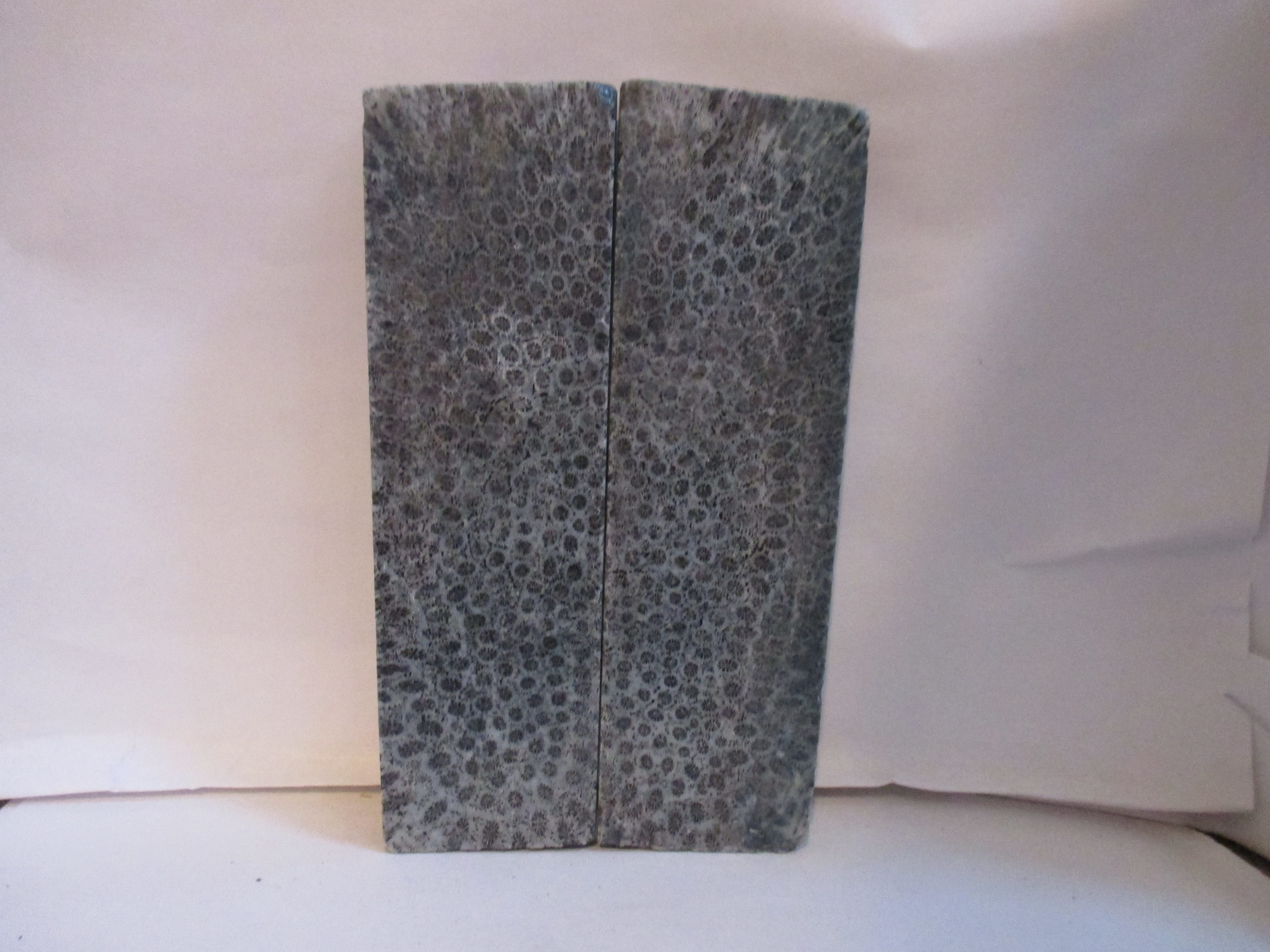 FOSSIL CORAL SCALES               5 X 1-1/2 X 1/4