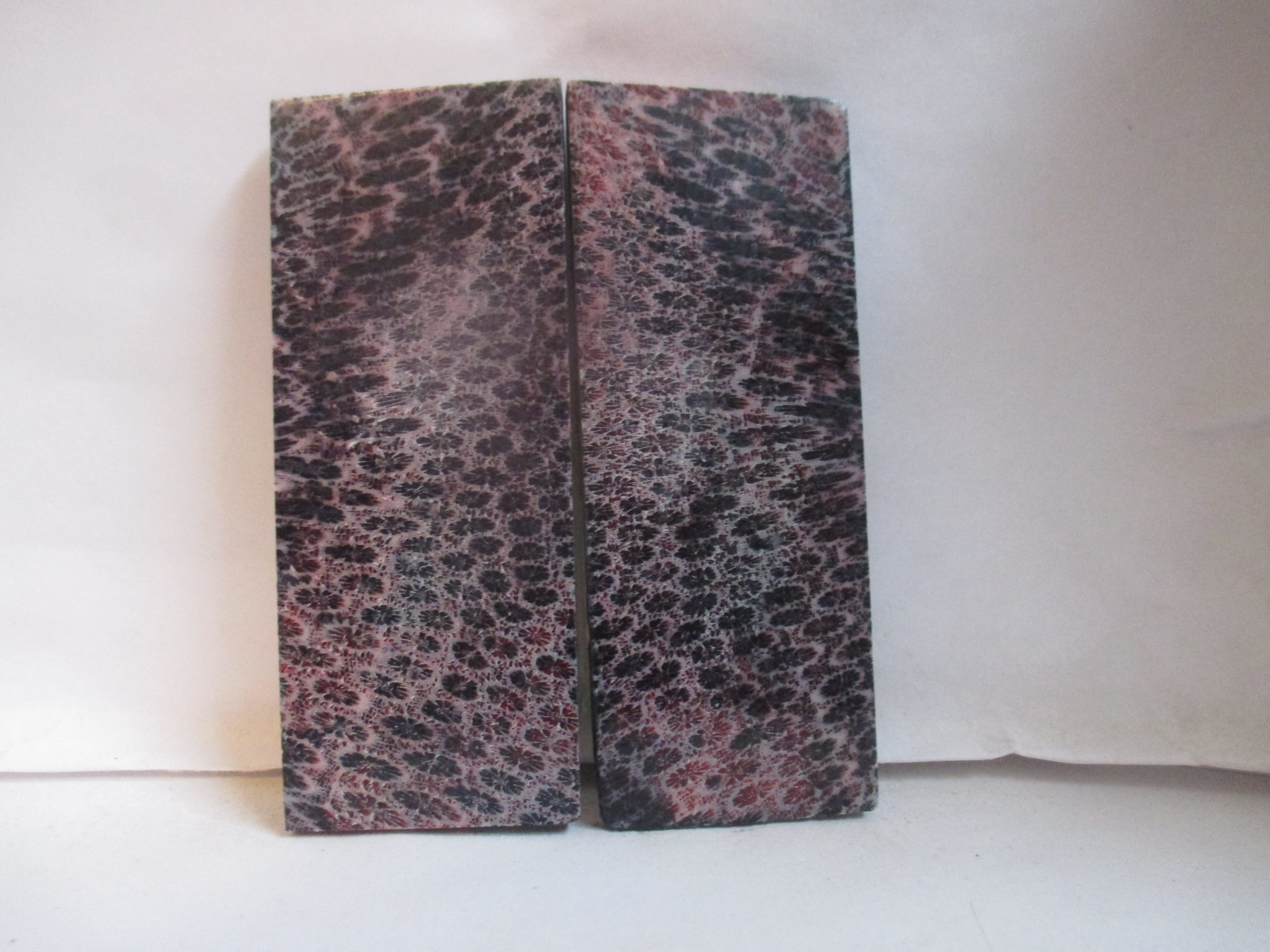 FOSSIL CORAL SCALES              3-7/16 X 1-3/8 X 1/8