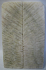 FOSSIL CORAL SCALES 3-7/8 x 1-1/4 x 3/16 to 7/32