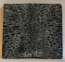 FOSSIL CORAL SCALES             3 X 1-5/8 X 1/4