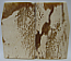 MAMMOTH IVORY SCALES 2-13/16 x 1-3/8 to 1-5/8 x 1/8